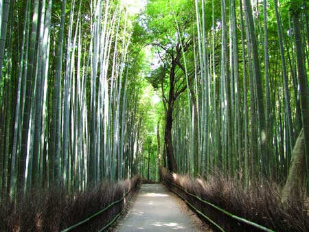 嵯峨野・竹林の道<br /><p></p><br />～古都・スポット風景～: 京都はんなり旅